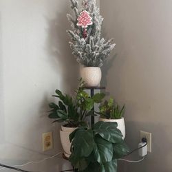 Plant Stand 