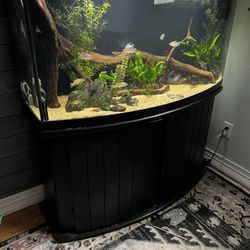 72 Bow Front Fish Tank