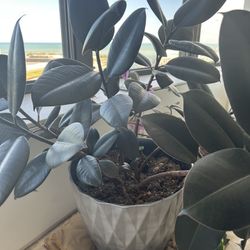 Rubber Plant with Pot