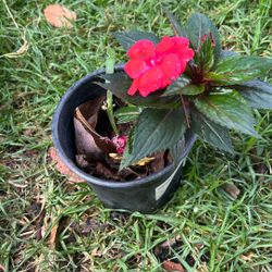 Planta De Sol Y Sombra De Un Galon 