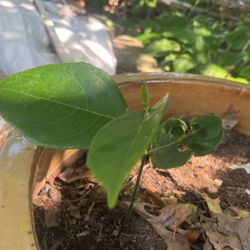 Nice Tropical “ Jack Fruit “ Plant Seedling Several To Choose From Only $5 Each 