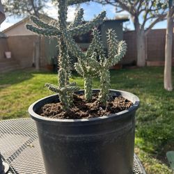 Cholla Cactus