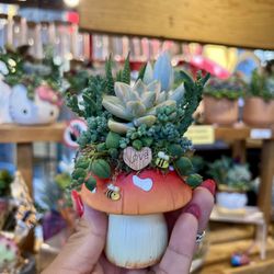 Mushroom Succulent Arrangement 