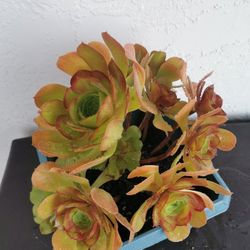 Very pretty red heart aeonium 5/6 yrs old only 1 hurry