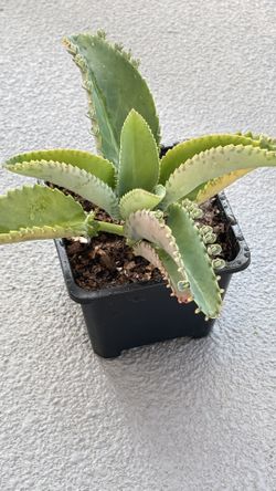 Kalanchoe, Mother Of Thousands… (Madre de Mil)