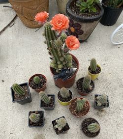 Cactus Color Anaranjado 