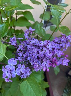 Beautiful Lilac Gloria Lady mature plant in beautiful pot