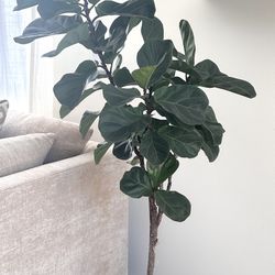Brand easyplant- 5’6” Fiddle Fig Leave Tree
