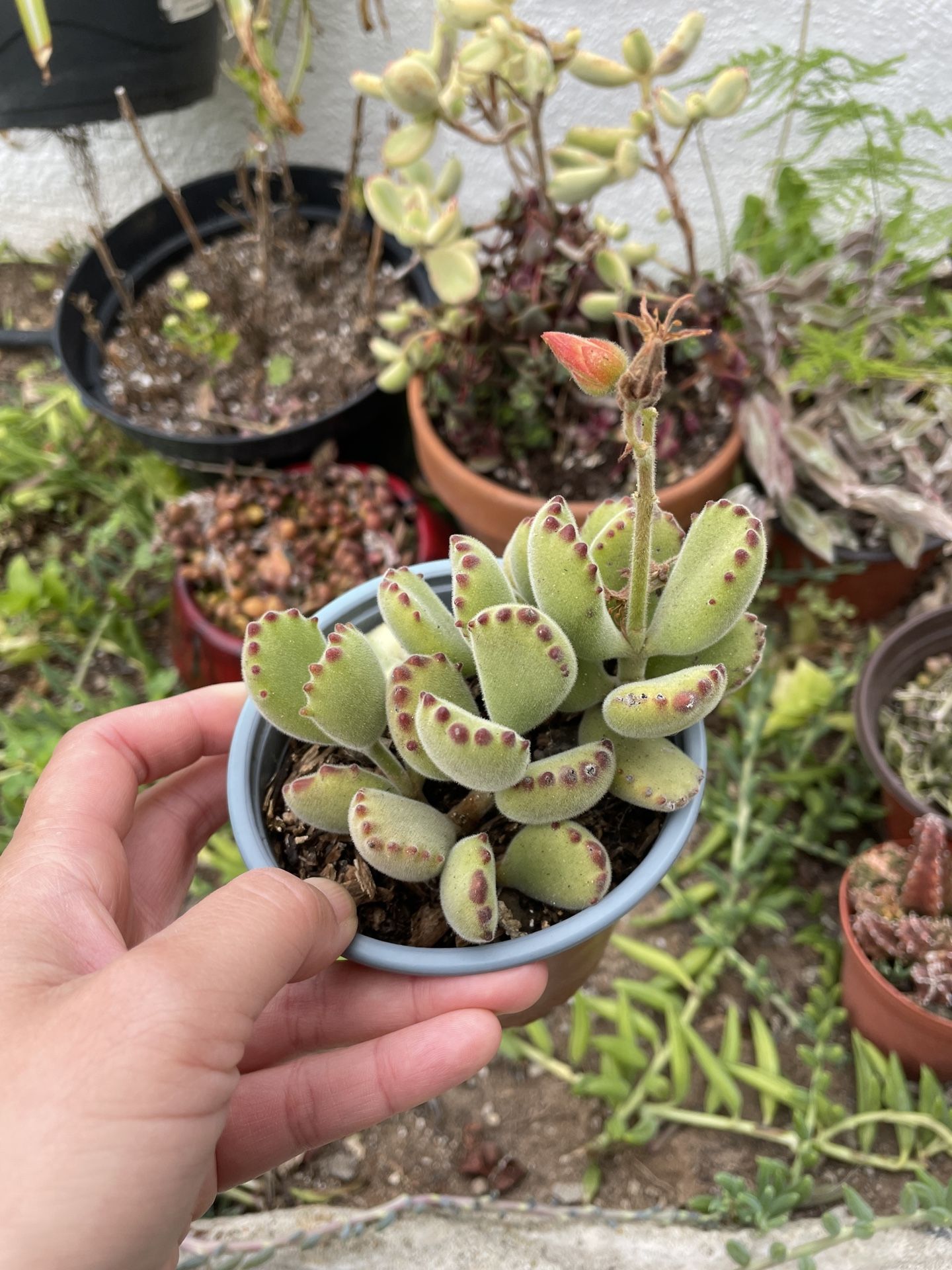 4in Pot Bear Paws Succulent