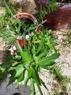 💯 Organic Well Rooted Olive Plant.