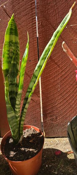 Snake plant
