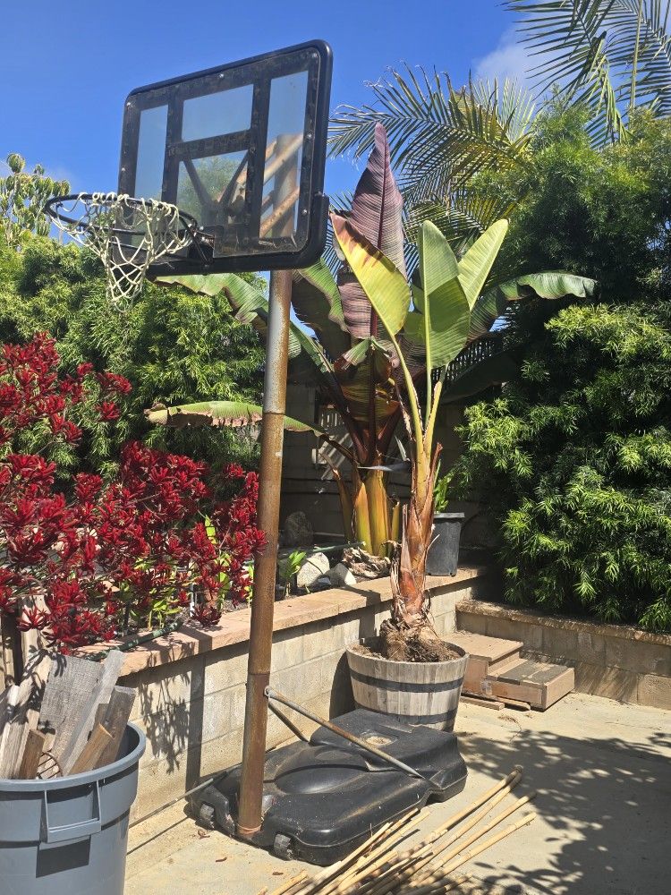 Basketball Hoop