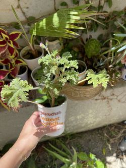 Plants