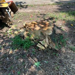 Stump grinding 