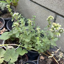 Oregano