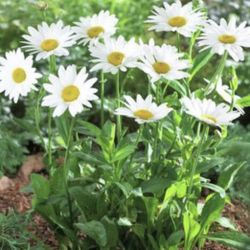 5 Foot Shasta Daisy Seeds (25 Seeds)