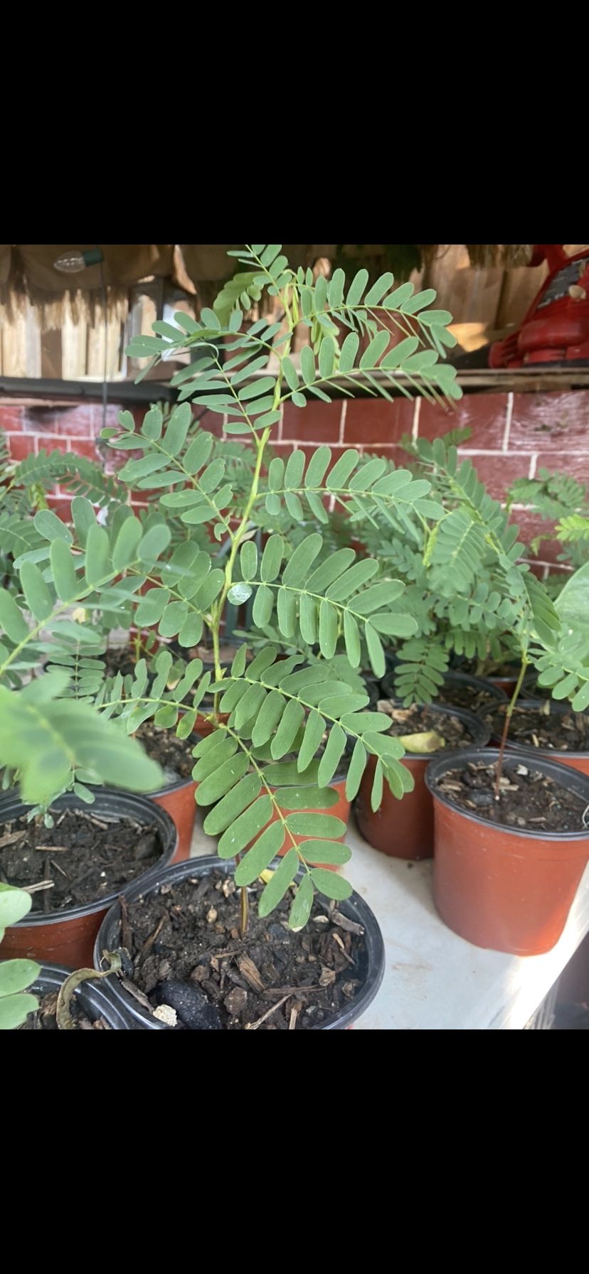 Arbolitos De Tamarindo