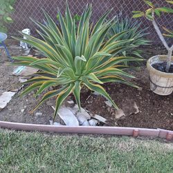 Extra Large Succulent 