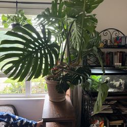 Monstera