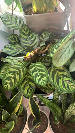 Peackock Calathea