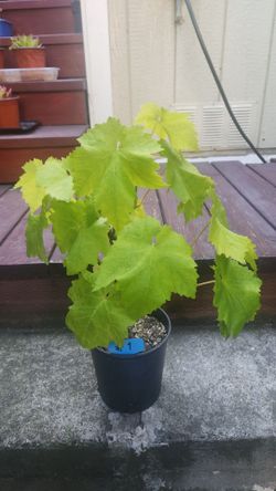 Grape starter