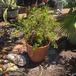 Planta De Mirto Grande