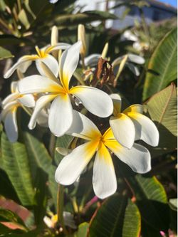 Cutting Plumeria
