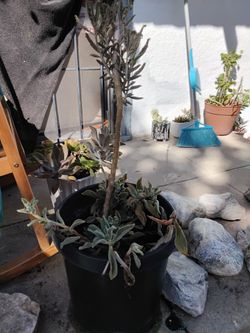Plant