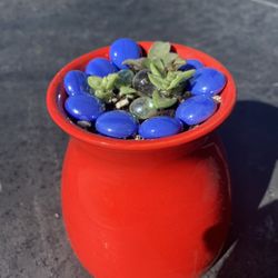 Red pot succulent arrangement