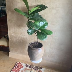Ficus Lyrata 