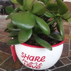 Hallmark Huge Plant In Weeki Wachee Spring Hill