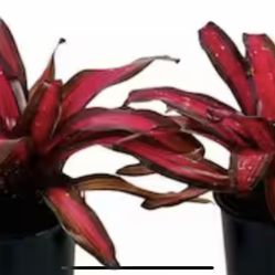 Bromeliad
