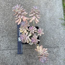 Succulent plant 6” pot