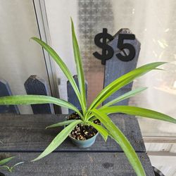 Spider Plant