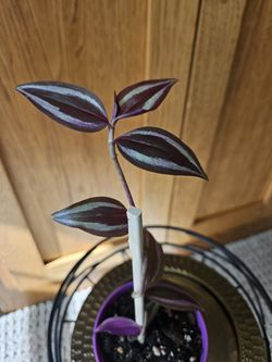 Tradescantia Zabrina (purple pot-A)