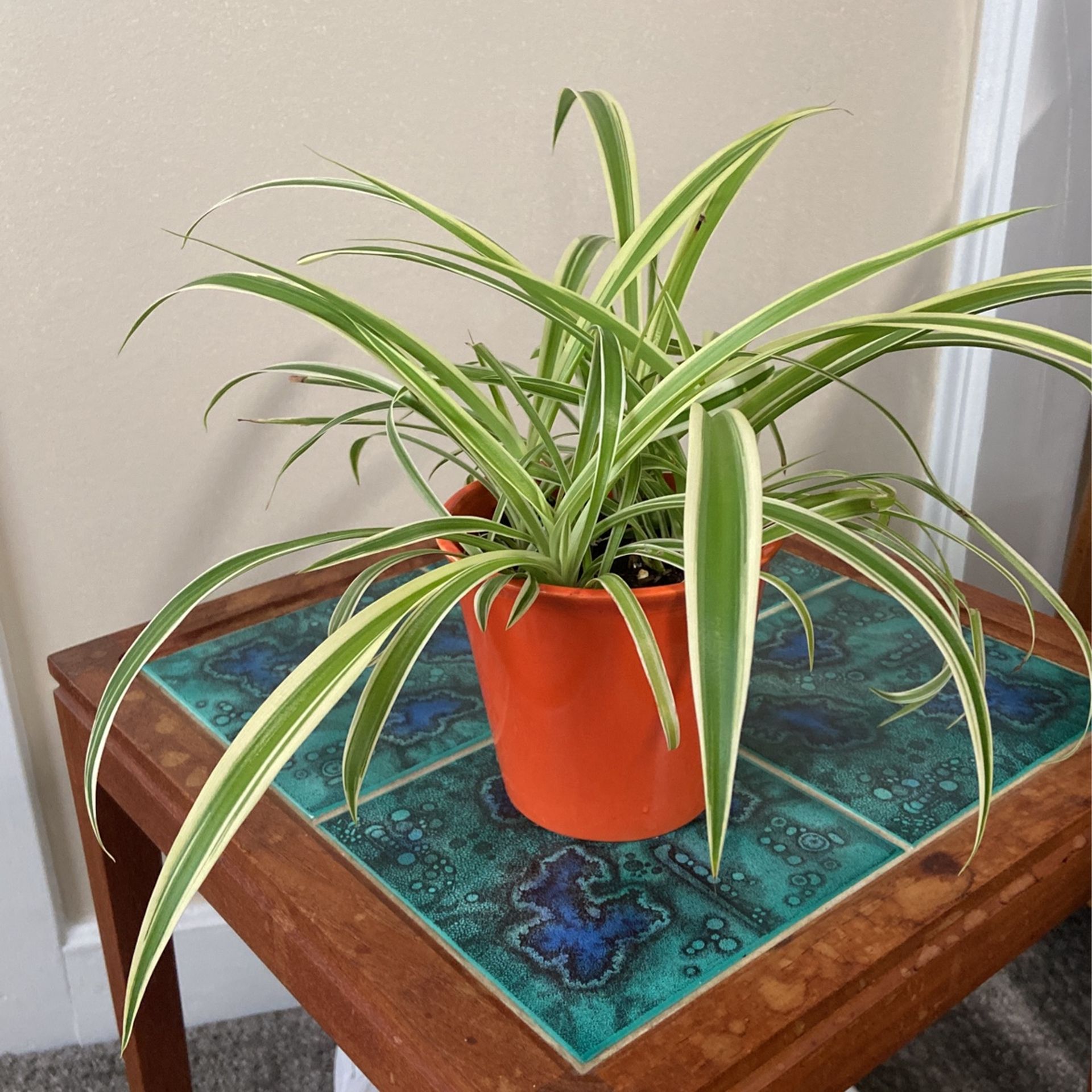 Spider Plant With Orange Pot
