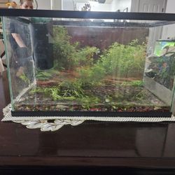 10 Gallon Fish Tank