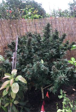 100 for the plant I don’t know what’s wrong with it