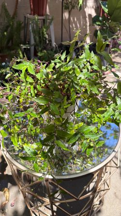 Bridal vail small pot