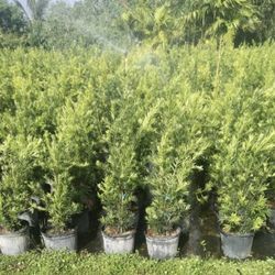 Podocarpus Privacy Plant 7g full size 
