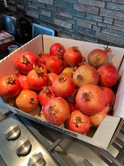 Fresh Backyard Pomegranates – 30 Available – $45 for All