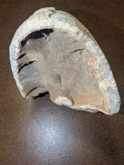 Large Mineralized Fossil Marine Gastropod Shell – 8+ Inch Ancient Ocean Specimen