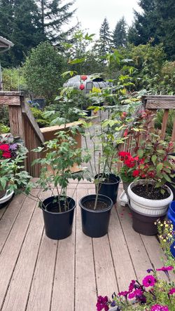 Common Name Is Red Tiger.