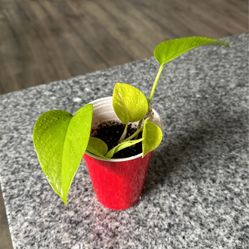 Neon Pothos