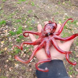 Glass Octopus 