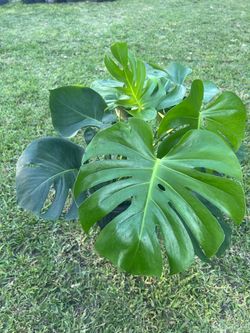 MONSTERA DELICIOSA ( 3 gallon pot) Air Purifying Indoor