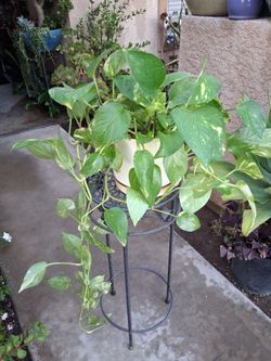 CLEARANCE SALES "Golden Pothos " Plant $20