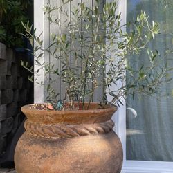 Olive Tree in Large Ceramic Pot