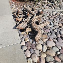 Free Firewood 