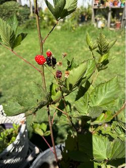 Black berry tree with fruit